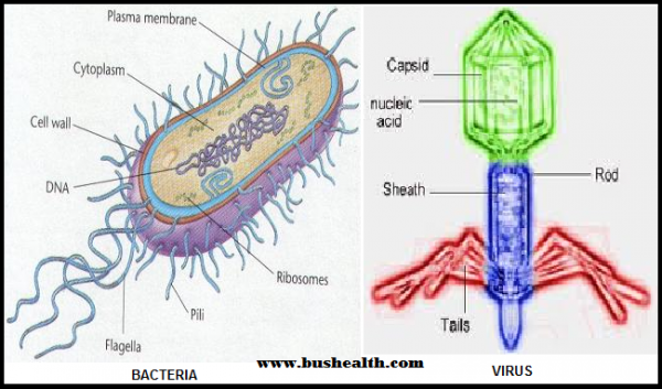Kairėje bakterija, dešinėje virusas. Šaltinis akivaizdus.